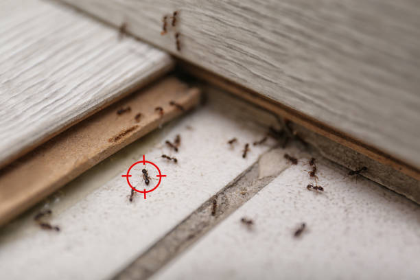 Best Affordable Pest Control Services  in Lampasas, TX
