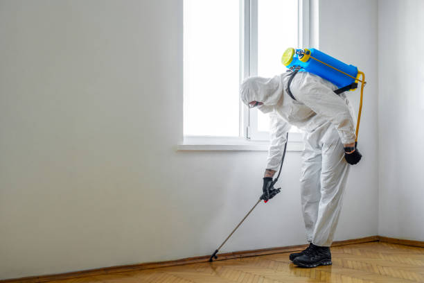 Best Flea Control Services  in Lampasas, TX