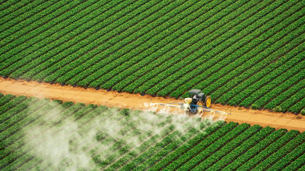 Best Pest Removal Services  in Lampasas, TX