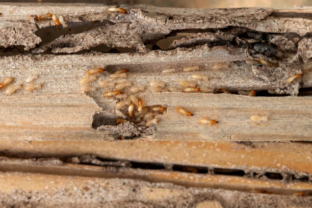 Pest Control for Restaurants in Lampasas, TX